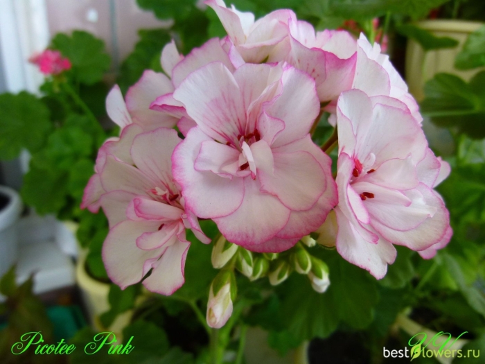 Пеларгония picotee pink