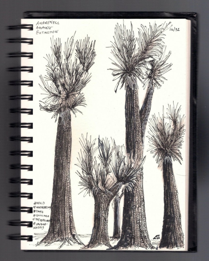 Каламиты хвощевидные