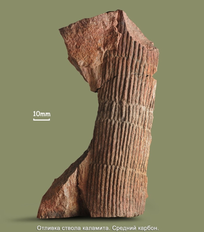Каламиты окаменелости
