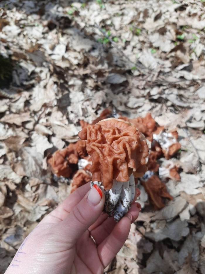 Строчок пучковый gyromitra fastigiata