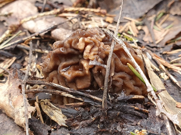 Сморчки строчки