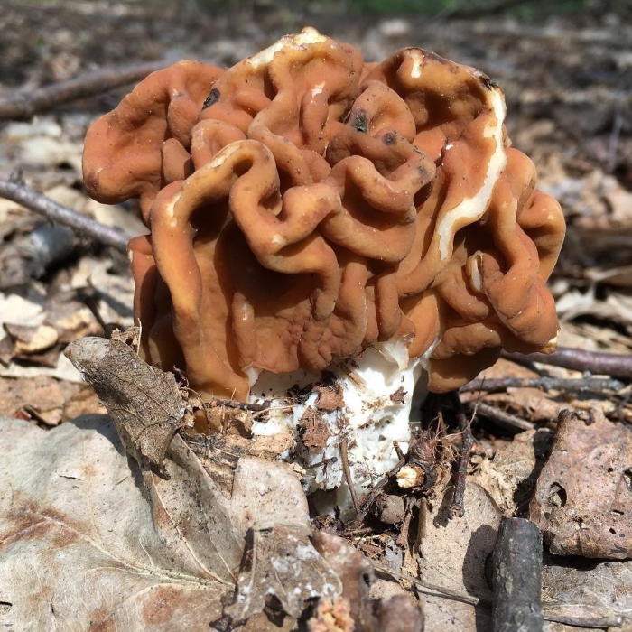 Строчок обыкновенный ядовитый