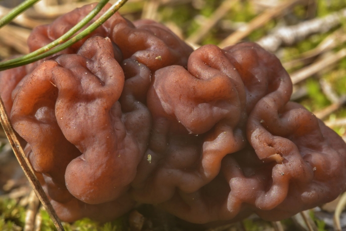 Строчок обыкновенный