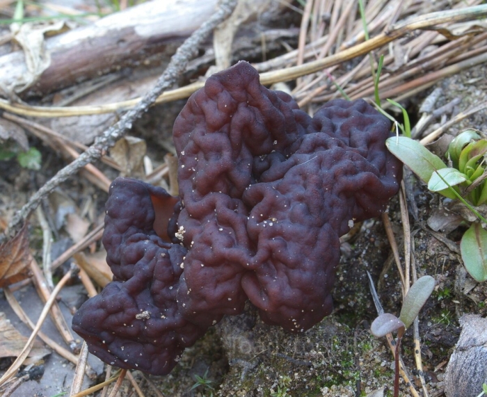 Gyromitra esculenta