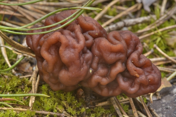 Гриб строчок обыкновенный