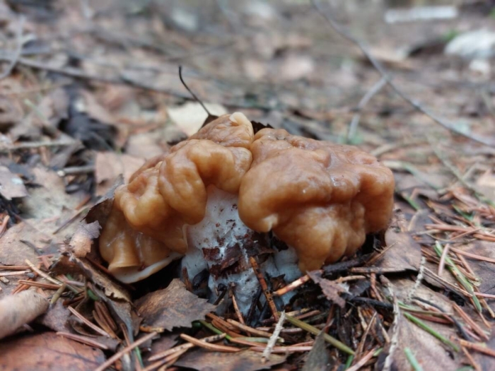 Ранние весенние грибы съедобные сморчки