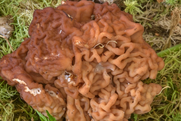 Строчок обыкновенный гриб