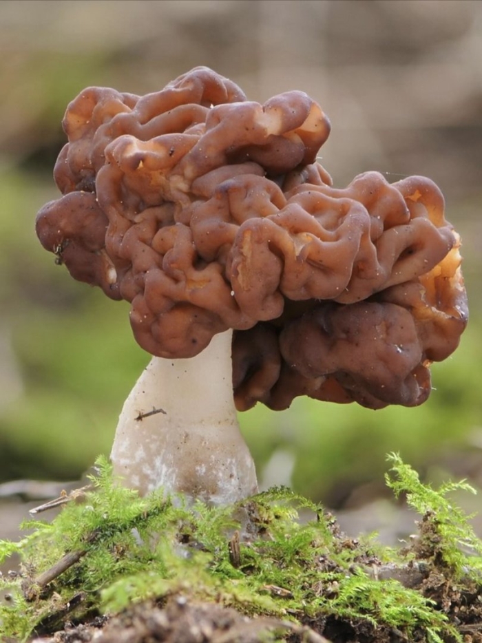 Гриб строчок обыкновенный