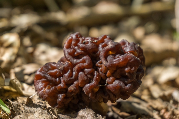 Строчок обыкновенный гриб