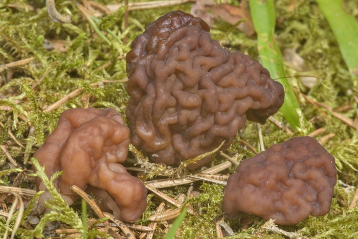 Строчок обыкновенный ядовитый гриб