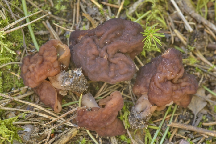 Гриб строчок обыкновенный