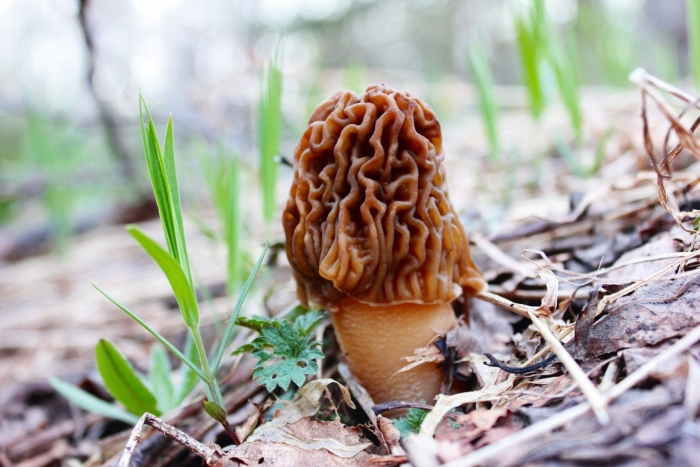 Сморчки и сморчковая шапочка