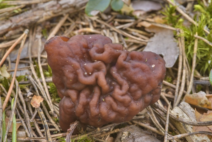 Строчок гриб