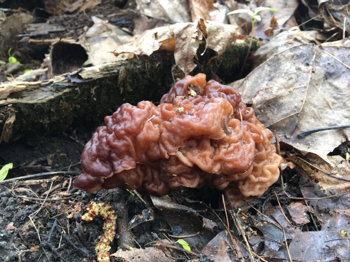 Строчок обыкновенный