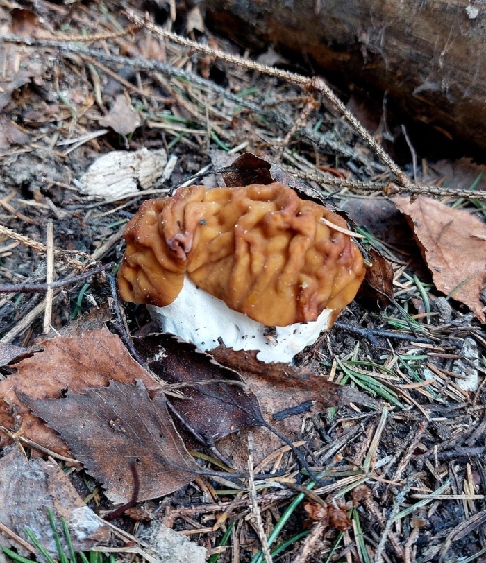 Строчок и сморчок весенние грибы