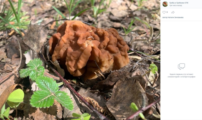 Гриб строчок обыкновенный