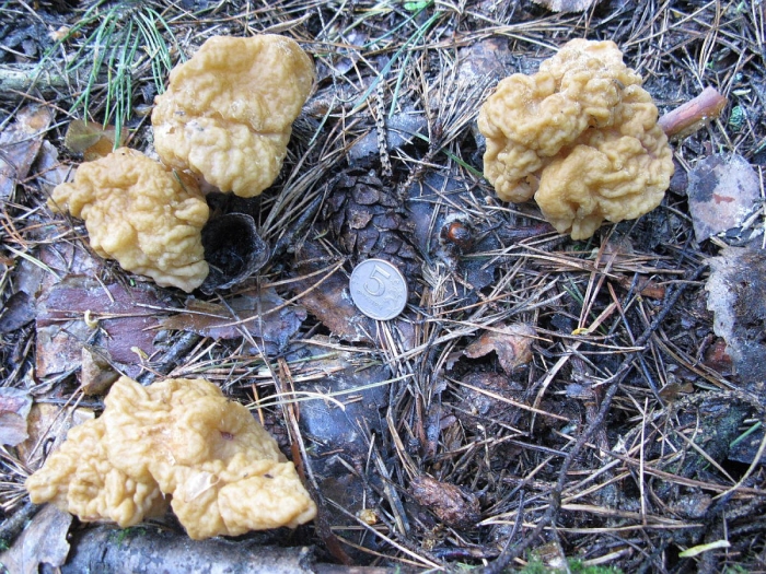 Сморчки гриб