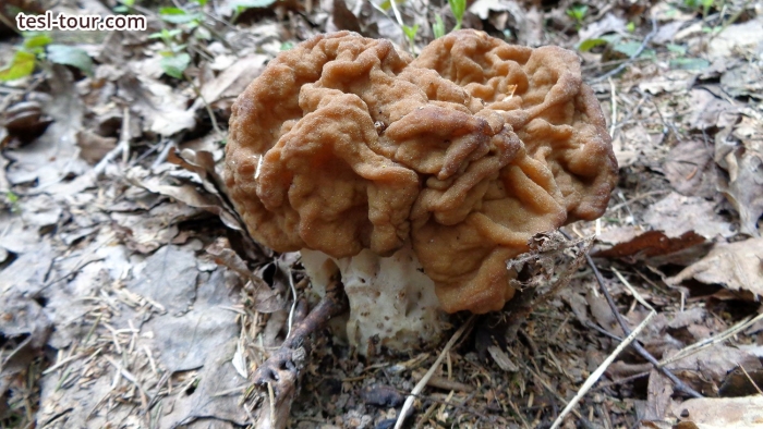 Гриб сморчки