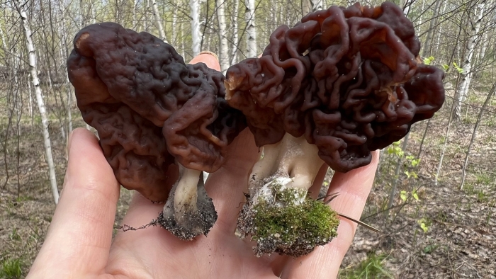 Гриб строчок обыкновенный