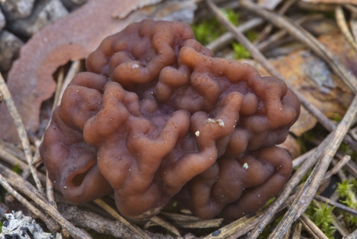 Гриб строчок обыкновенный