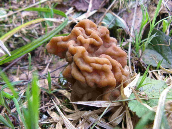 Сморчки гриб