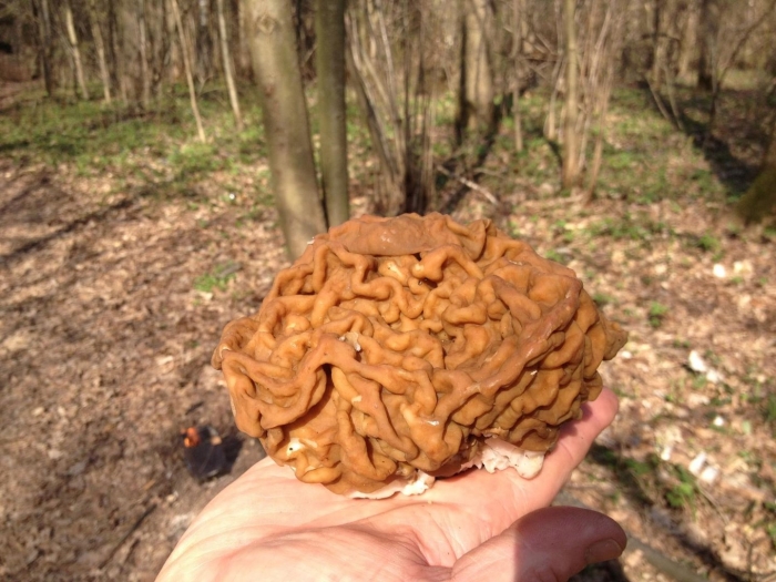 Строчок гигантский — gyromitra gigas.