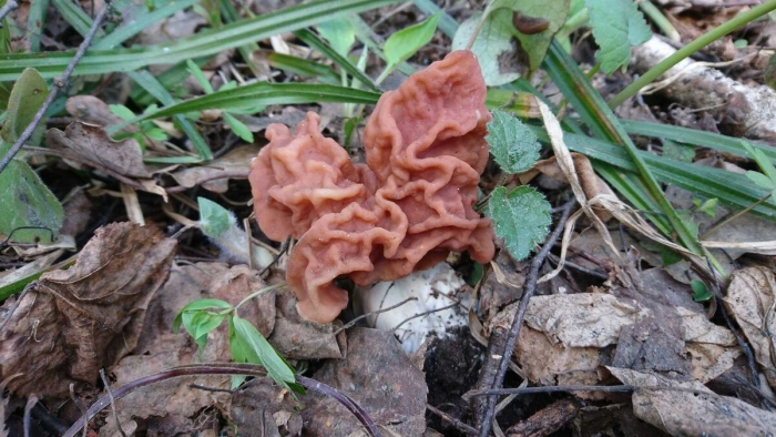 Gyromitra fastigiata
