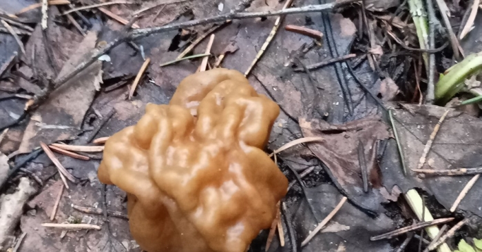 Грибы подмосковья