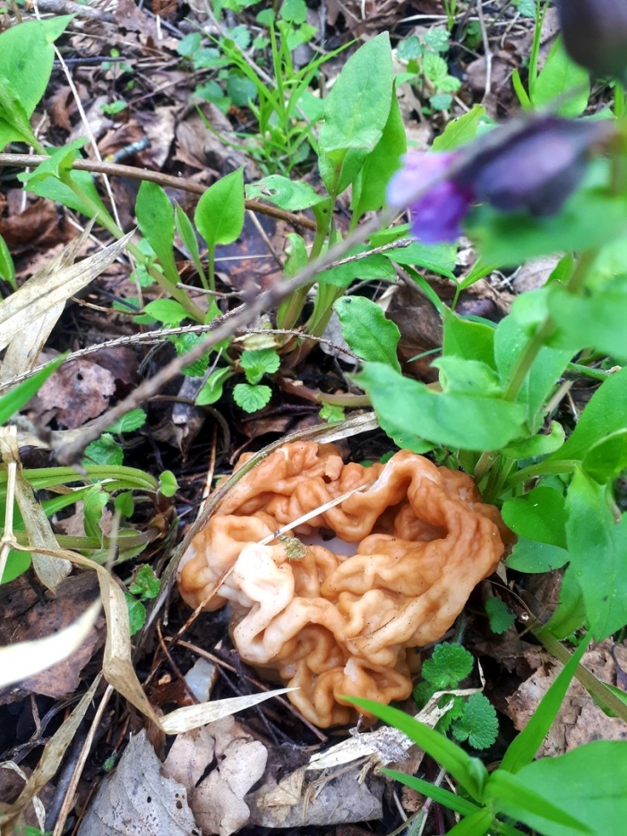 Сморчок и сморчковая шапочка