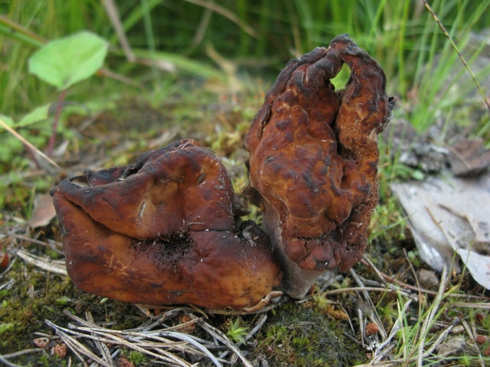 Строчок осенний гриб