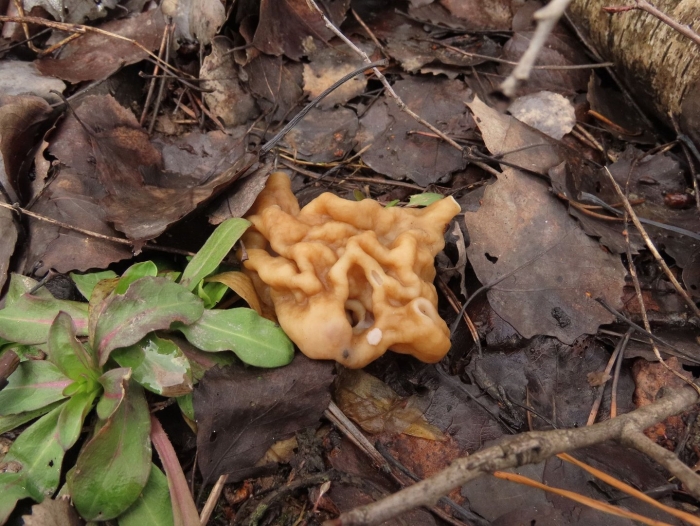 Первые весенние грибы