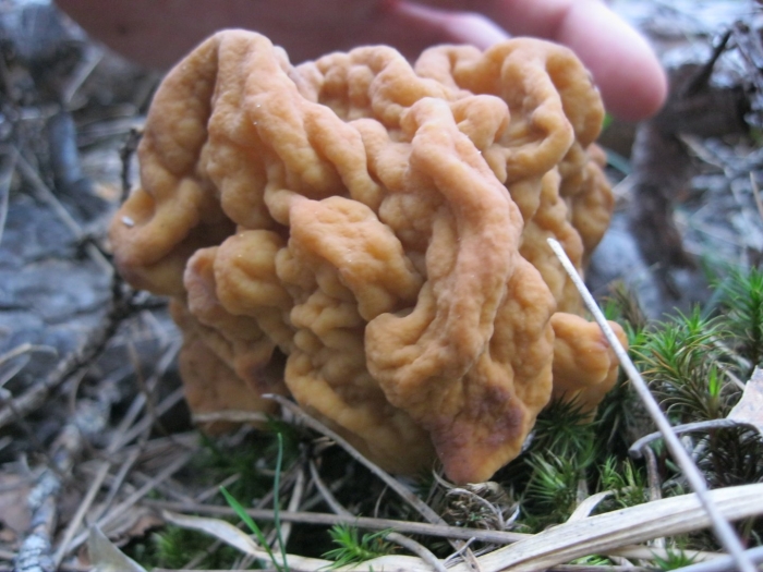 Гриб строчок