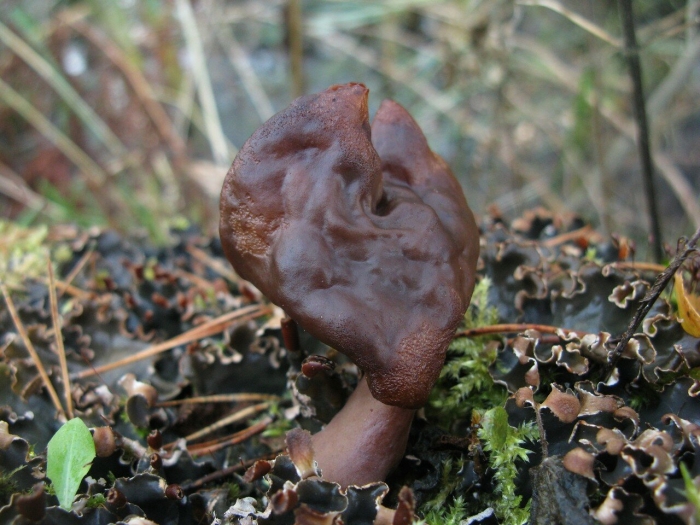 Gyromitra infula