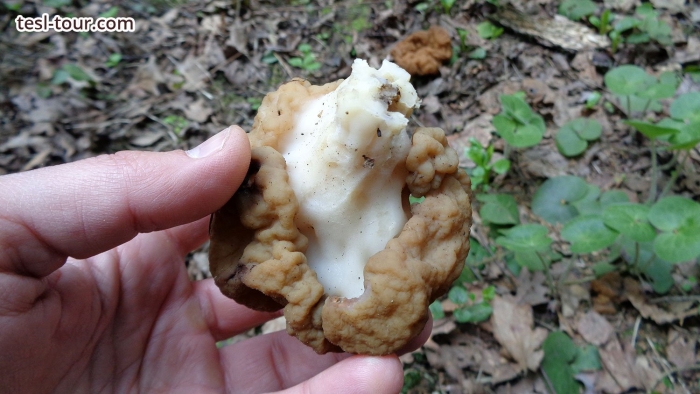 Строчок обыкновенный гриб