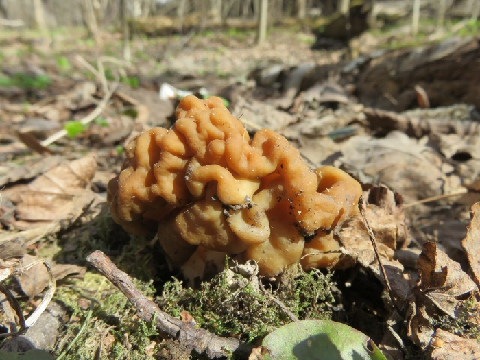 Сморчок луговой