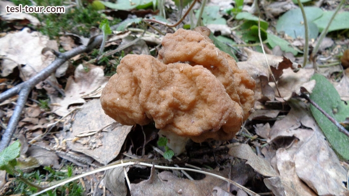 Строчок гигантский — gyromitra gigas.