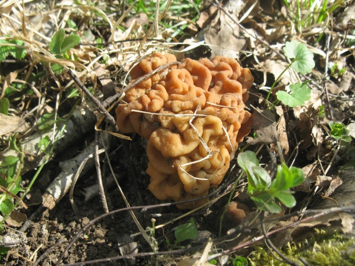 Гриб строчок