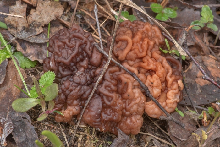 Строчок эскулента