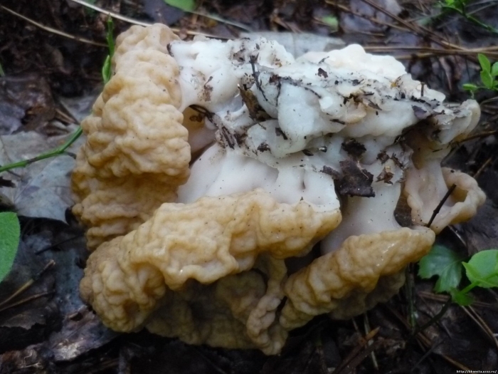 Гриб строчок обыкновенный