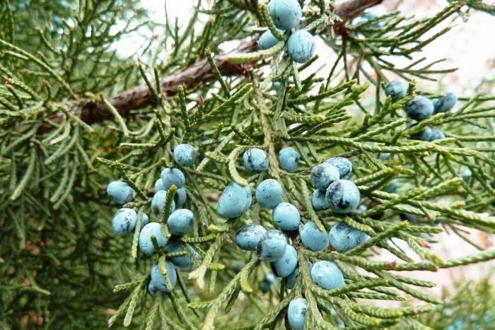 Можжевельник казацкий шишкоягоды