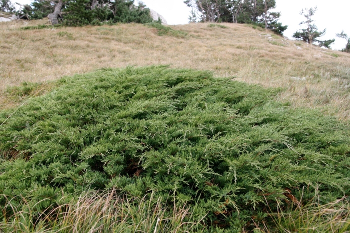 Можжевельник казацкий тамарисцифолия