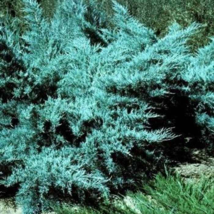 Можжевельник пфитцериана глаука