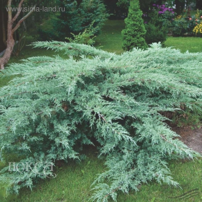 Можжевельник виргинский хетц