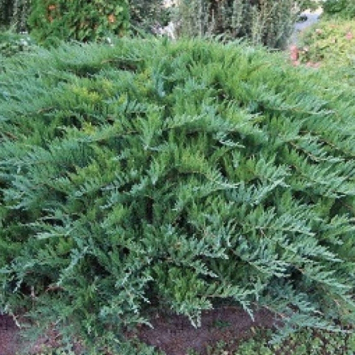 Tamariscifolia можжевельник казацкий