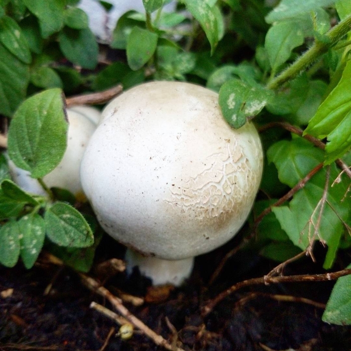 Шампиньон луговой agaricus campestris