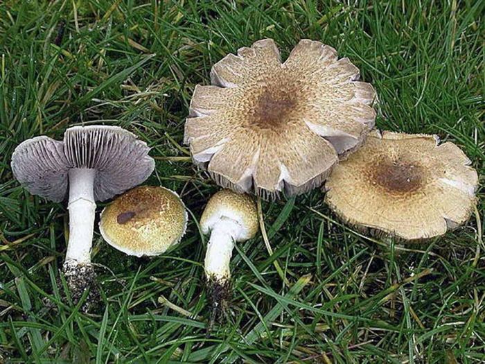 Шампиньон глинисто-жёлтый