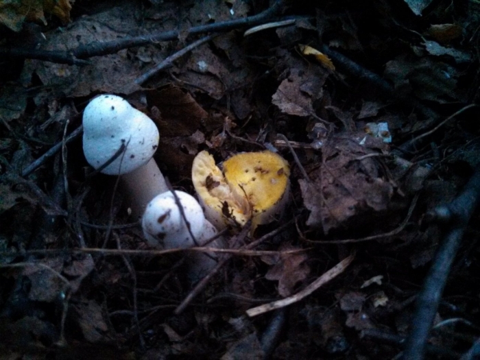 Шампиньон желтокожий грибы