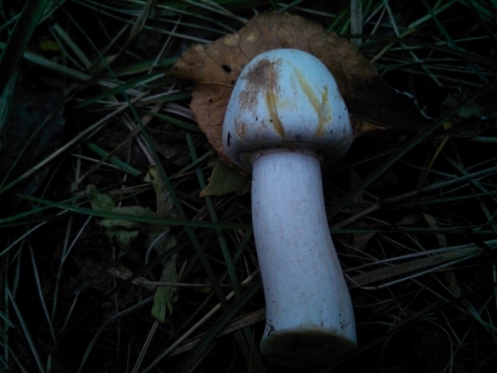 Шампиньон желтокожий