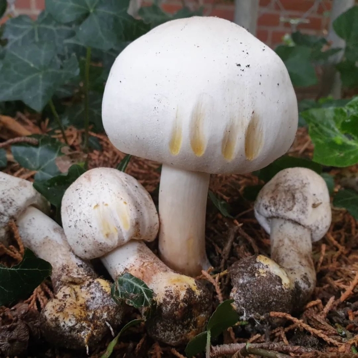 Шампиньон желтокожий