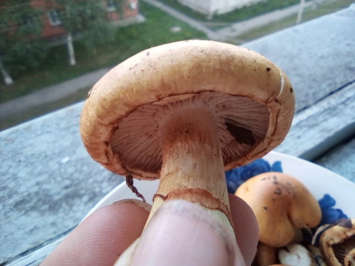 Шампиньон желтеющий